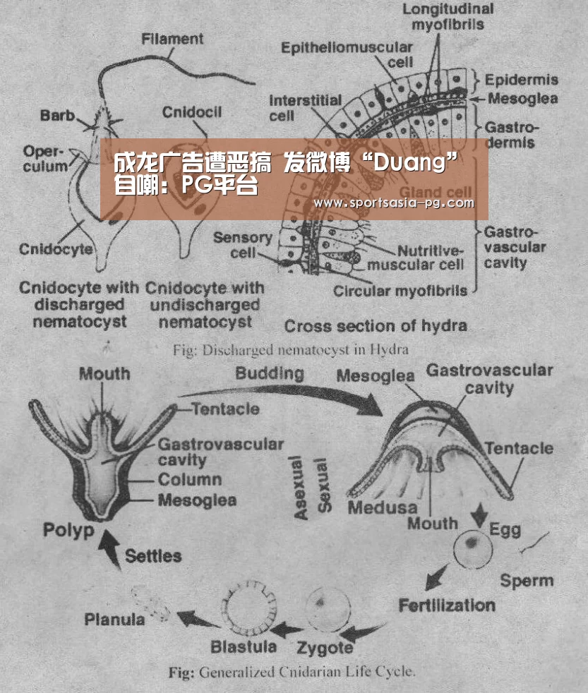 成龙广告遭恶搞 发微博“Duang”自嘲:PG平台(图1) PG入口